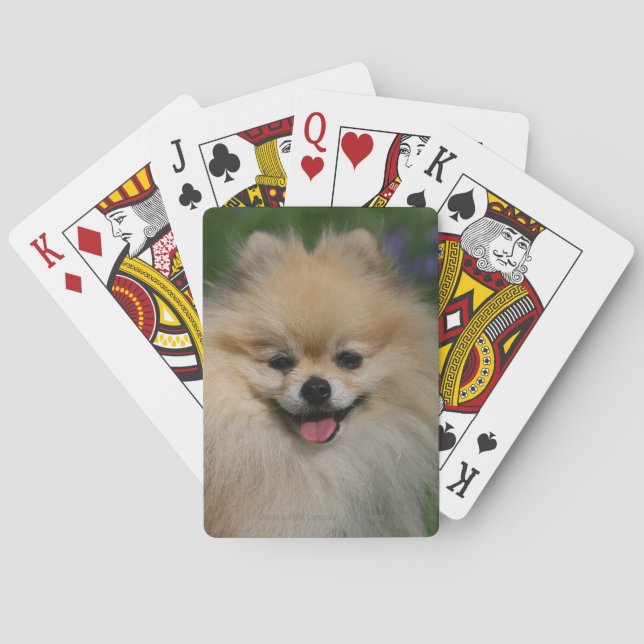Pomeranian Smiling Poker Cards (Back)