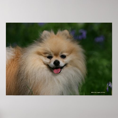 Pomeranian Smiling Poster