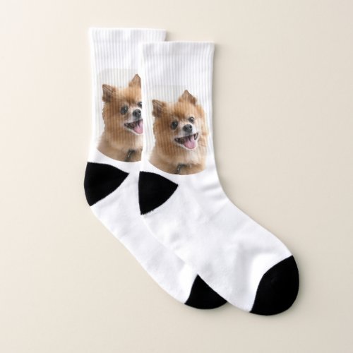 Pomeranian Socks