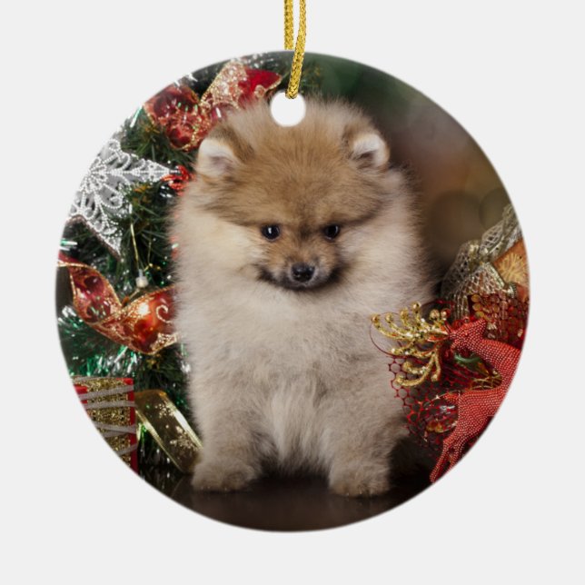 Pomeranian Spitz, Christmas Puppy Ceramic Ornament (Front)