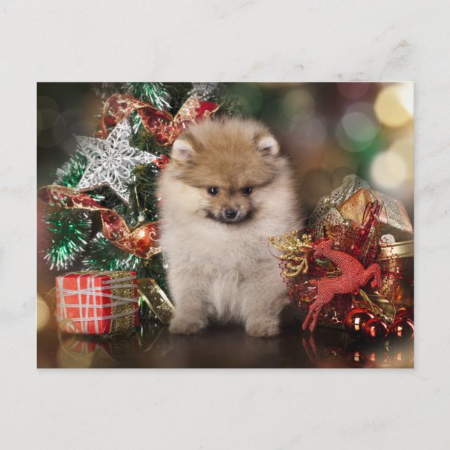 Pomeranian Spitz, Christmas Puppy Holiday Postcard (Front)