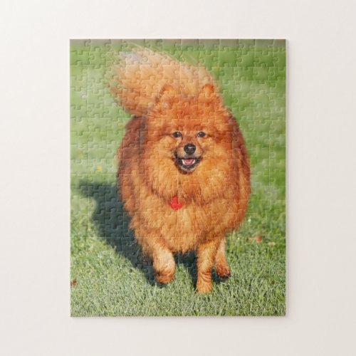 Pomeranian Spitz dog beautiful photo jigsaw puzzle