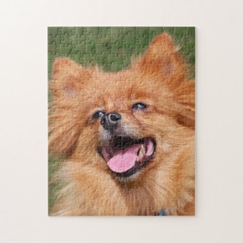 Pomeranian Spitz dog beautiful photo jigsaw puzzle