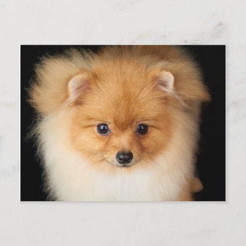 Pomeranian Spitz Postcard