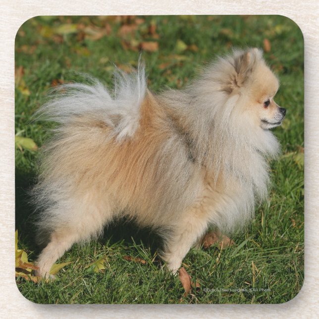Pomeranian Standing Beverage Coaster (Front)