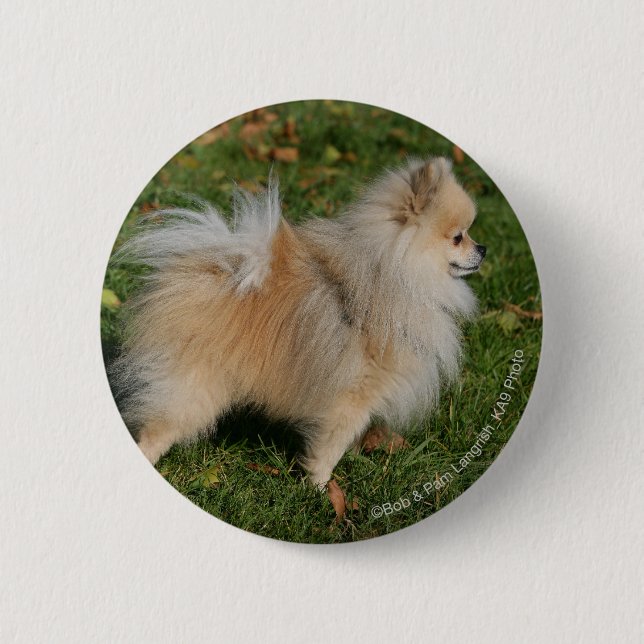Pomeranian Standing Button (Front)