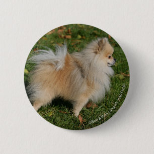 Pomeranian Standing Button