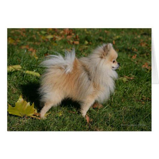 Pomeranian Standing Cards (Front Horizontal)