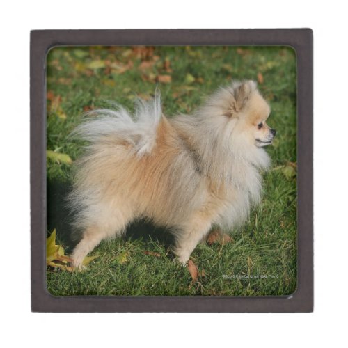 Pomeranian Standing Keepsake Box