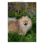 Pomeranian Standing Looking at Camera (Front)