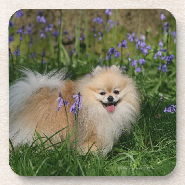 Pomeranian Standing Looking at Camera Beverage Coaster (Front)