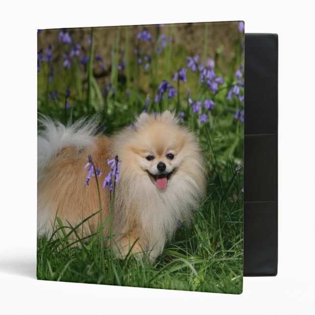 Pomeranian Standing Looking at Camera Binder (Front/Inside)