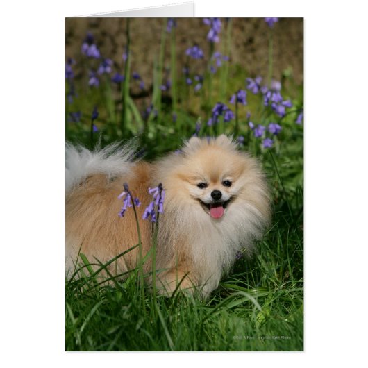 Pomeranian Standing Looking at Camera Cards (Front)