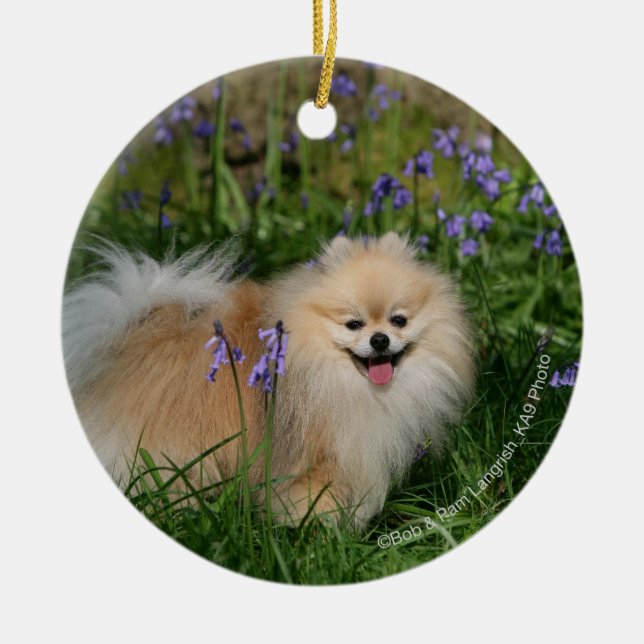 Pomeranian Standing Looking at Camera Ceramic Ornament (Front)