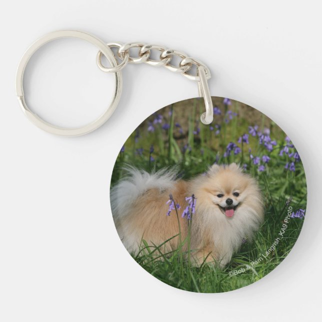 Pomeranian Standing Looking at Camera Keychain (Front)