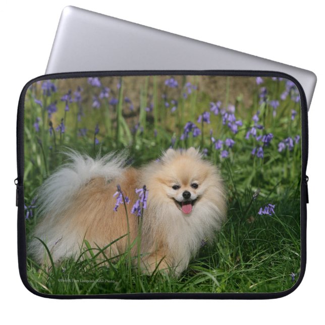 Pomeranian Standing Looking at Camera Laptop Sleeve (Front)
