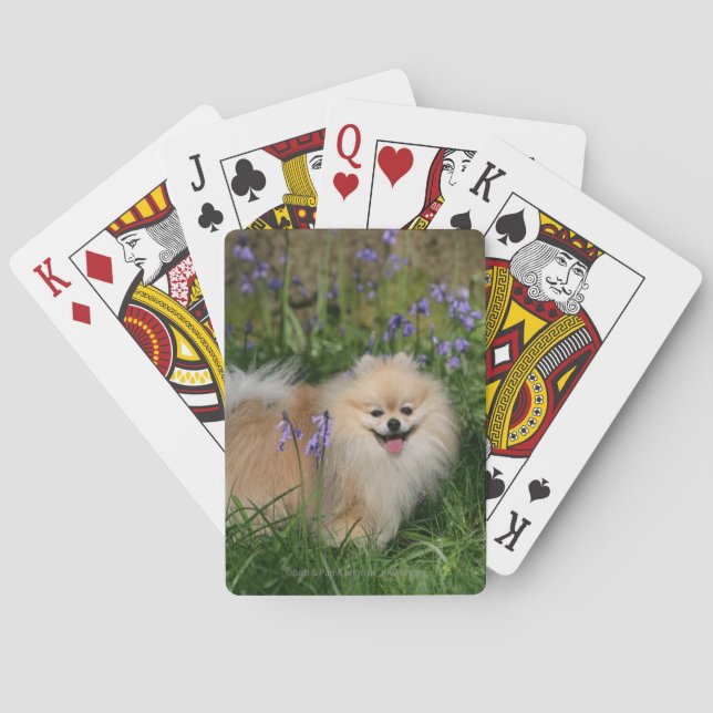 Pomeranian Standing Looking at Camera Poker Cards (Back)