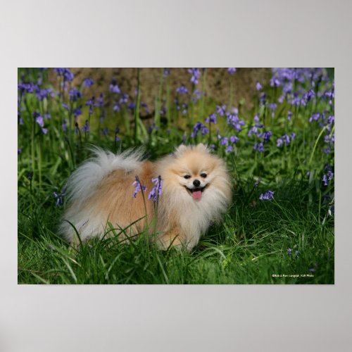 Pomeranian Standing Looking at Camera Poster