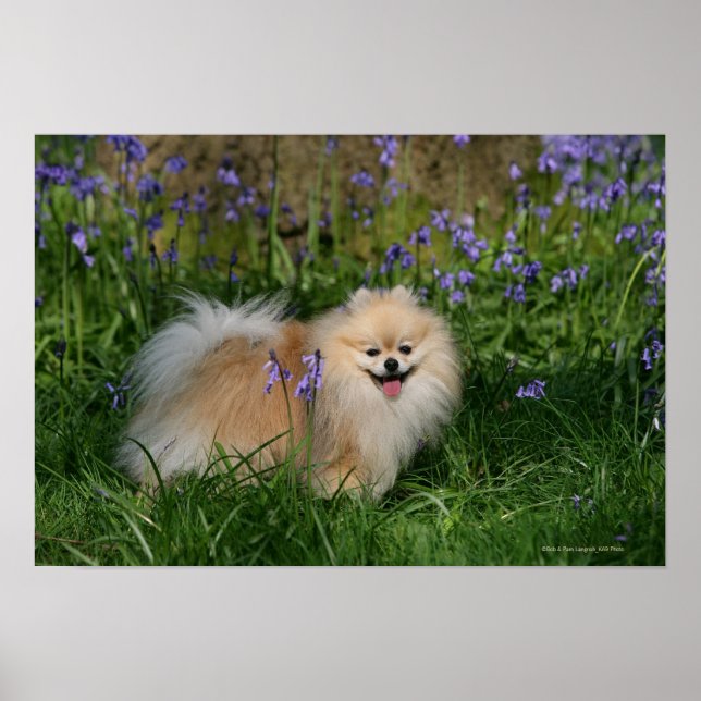 Pomeranian Standing Looking at Camera Poster (Front)
