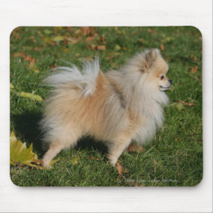 Pomeranian Standing Mouse Pad