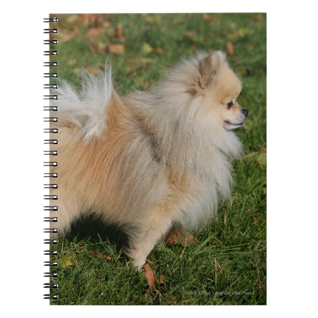 Pomeranian Standing Notebook (Front)