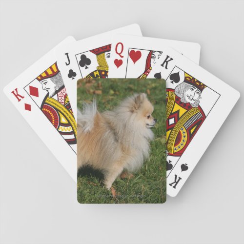 Pomeranian Standing Poker Cards