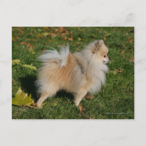 Pomeranian Standing Postcard