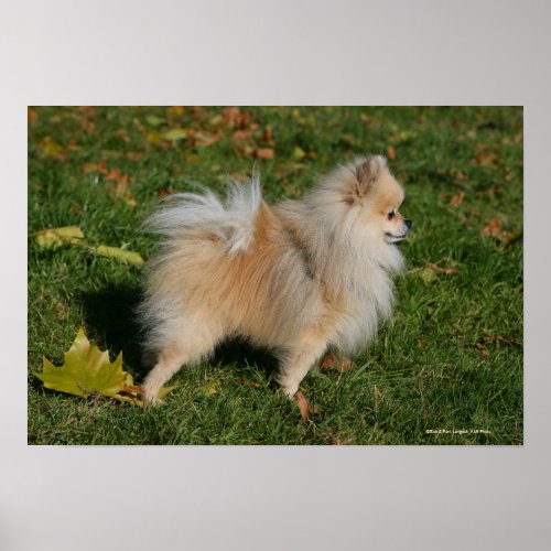 Pomeranian Standing Poster