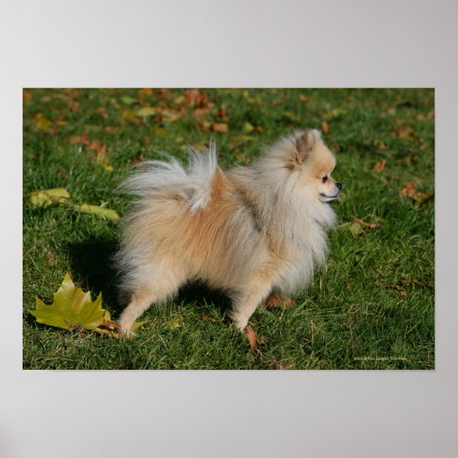 Pomeranian Standing Poster (Front)
