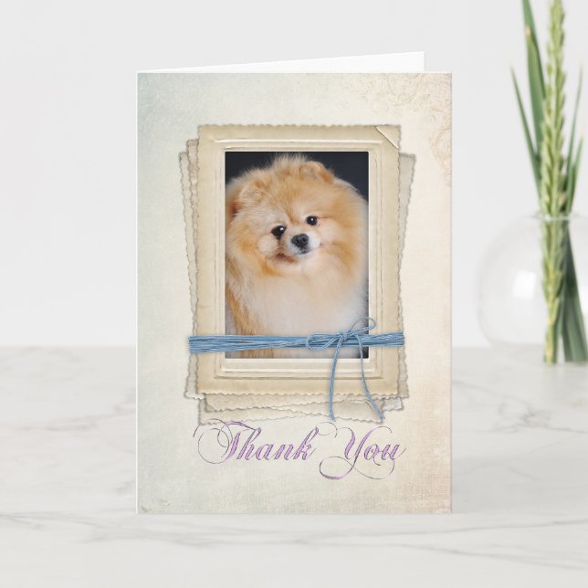Pomeranian Thank You Card (Front)