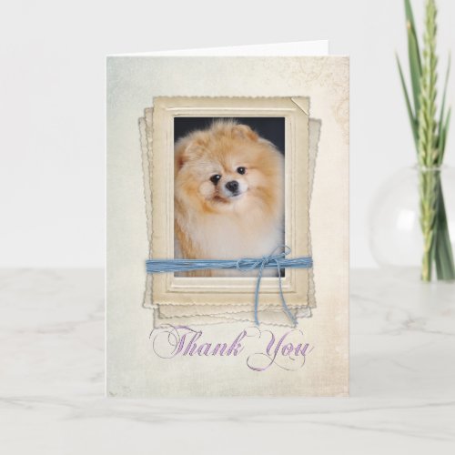 Pomeranian Thank You Card