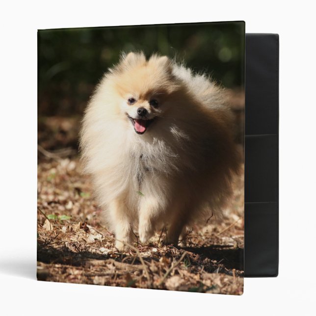 Pomeranian Trotting in the Fallen Leaves Binder (Front/Inside)