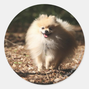 Pomeranian Trotting in the Fallen Leaves Classic Round Sticker