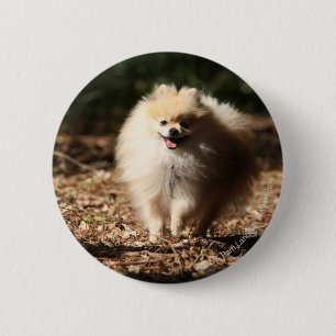 Pomeranian Trotting in the Fallen Leaves Pinback Button