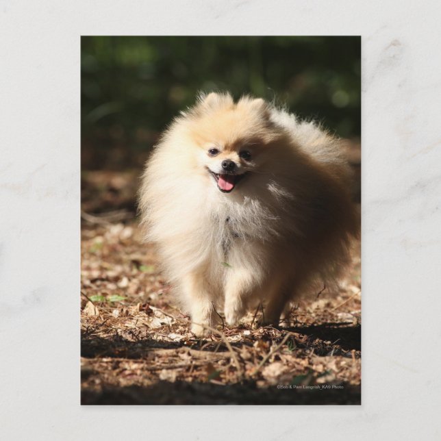 Pomeranian Trotting in the Fallen Leaves Postcard (Front)