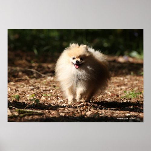 Pomeranian Trotting in the Fallen Leaves Poster