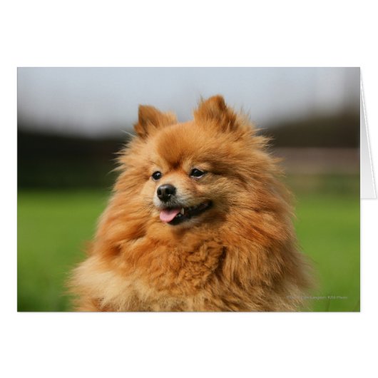 Pomeranian Watching (Front Horizontal)