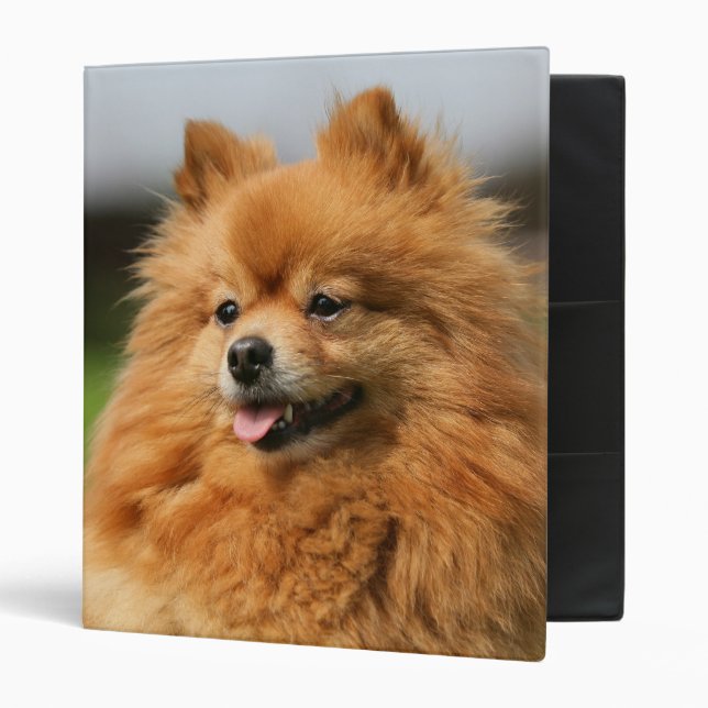 Pomeranian Watching Binder (Front/Inside)