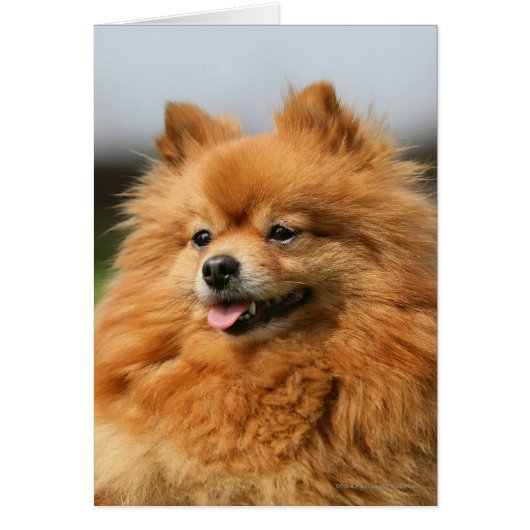 Pomeranian Watching Cards (Front)