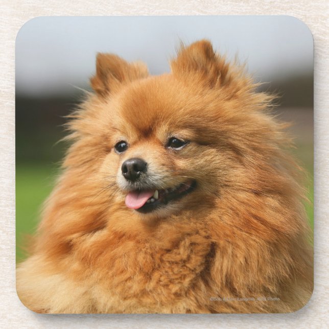 Pomeranian Watching Drink Coaster (Front)