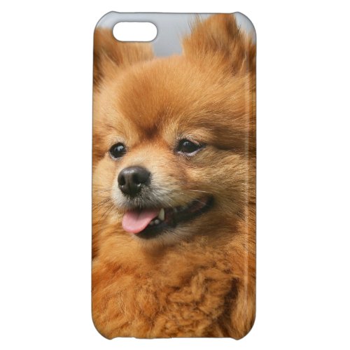 Pomeranian Watching iPhone 5C Cover