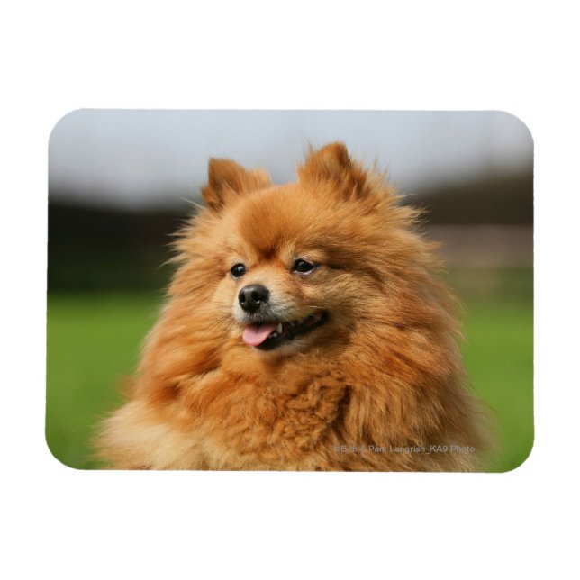 Pomeranian Watching Magnet (Horizontal)