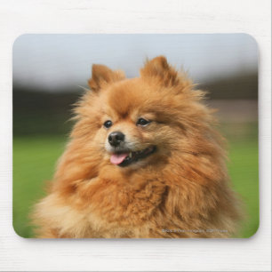 Pomeranian Watching Mouse Pad