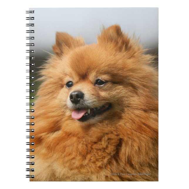 Pomeranian Watching Notebook (Front)