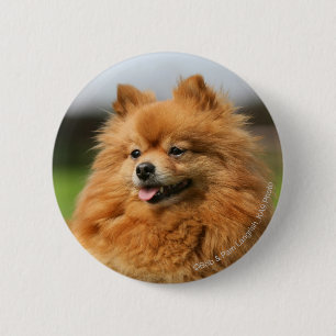 Pomeranian Watching Pinback Button