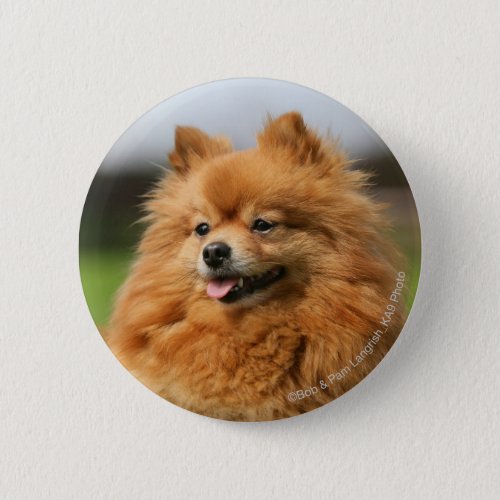 Pomeranian Watching Pinback Button