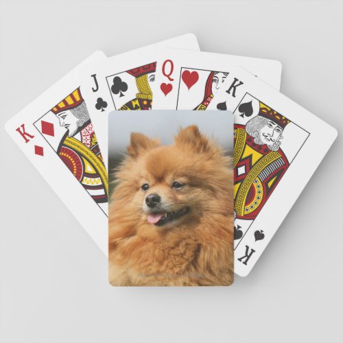 Pomeranian Watching Poker Cards
