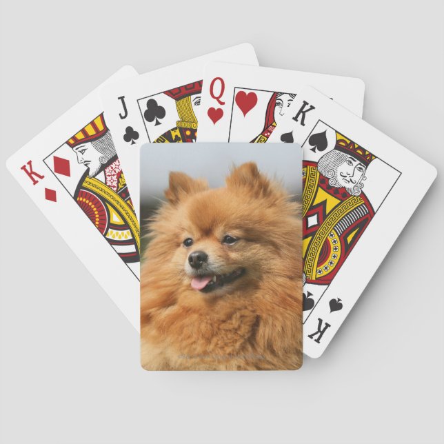 Pomeranian Watching Poker Cards (Back)