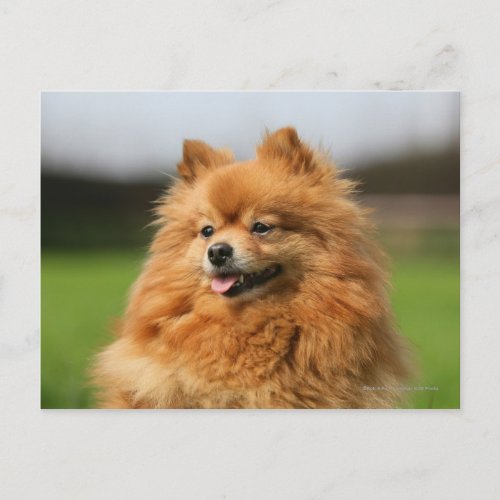 Pomeranian Watching Postcard