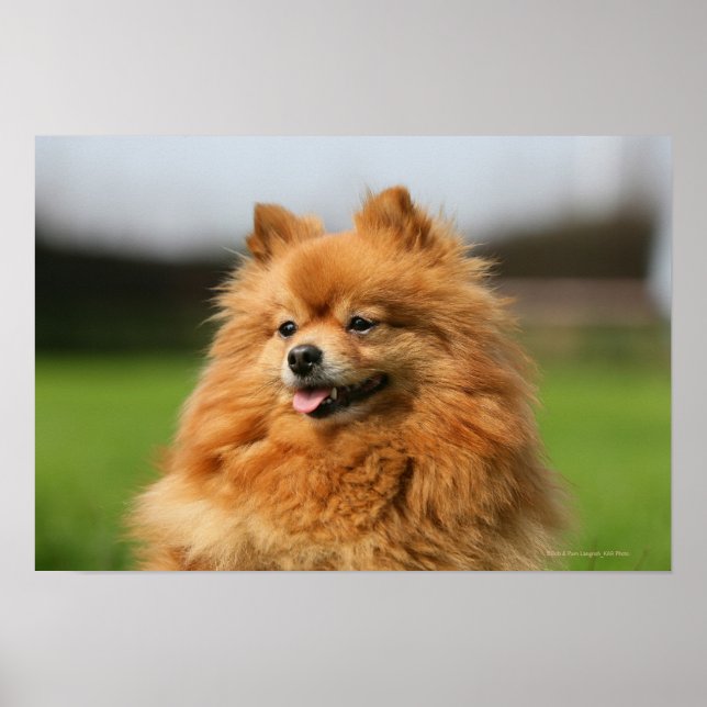 Pomeranian Watching Poster (Front)